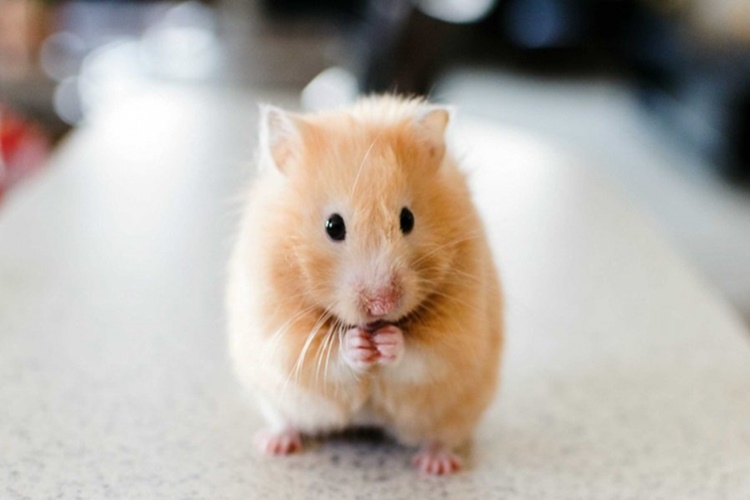 Hamster Tüy Döker Mi?