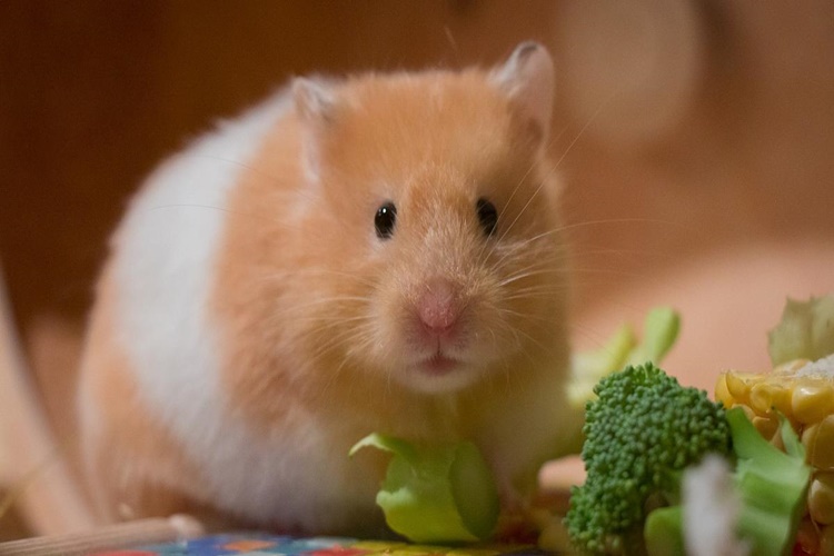Hamsterlar Soğuğa Dayanıklı Mıdır?