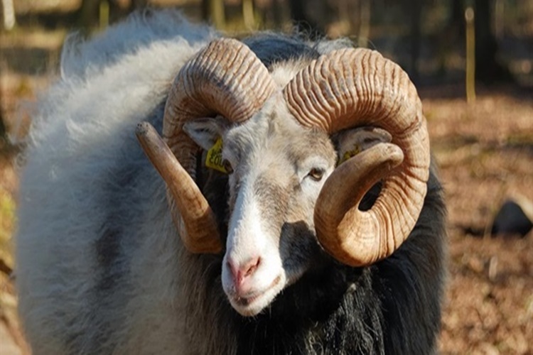 Hanefi Mezhebinde Adak Kurbanını Kimler Yiyemez?