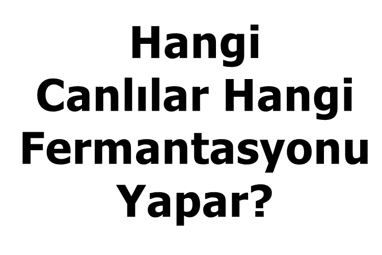 Hangi Canlılar Hangi Fermantasyonu Yapar?