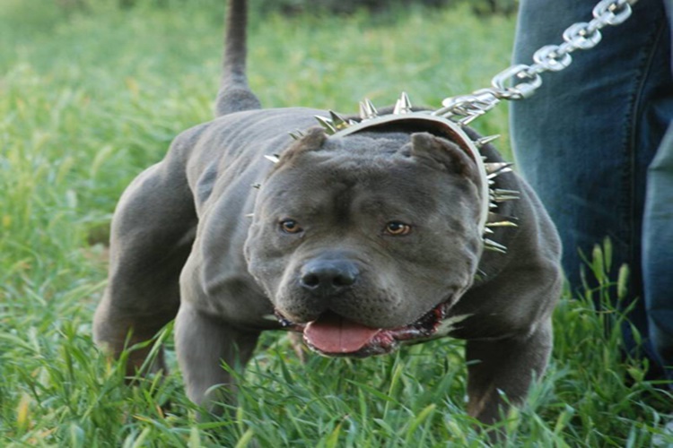 Hangi Köpek Cinslerine Bakmak Yasak?