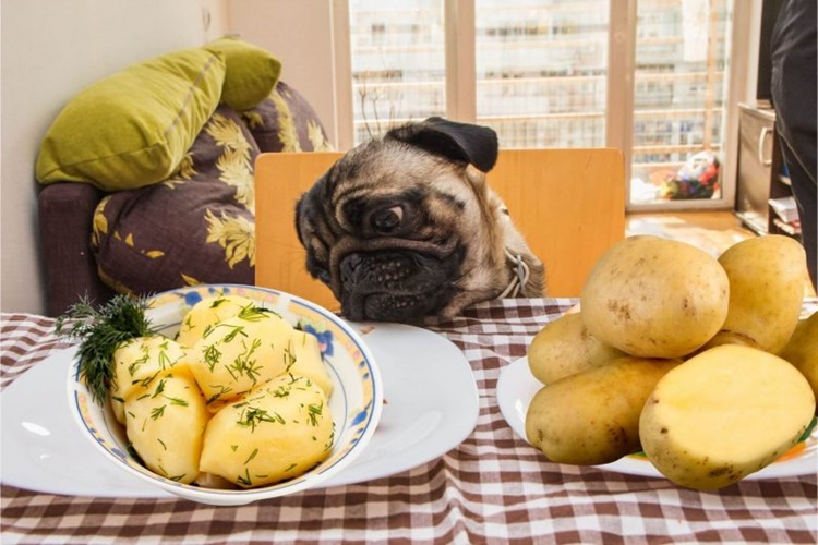 Haşlanmış Patates Köpeklere Zararlı Mı?