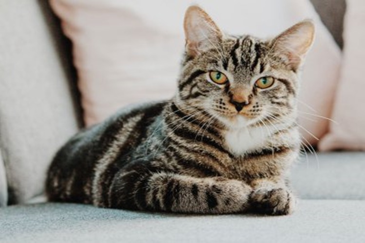 Hasta Kedi Irkları Nelerdir?