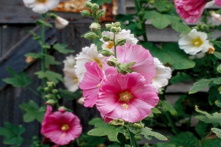 Hatmi Çiçeği Hakkında Sıkça Araştırılan Bilgiler