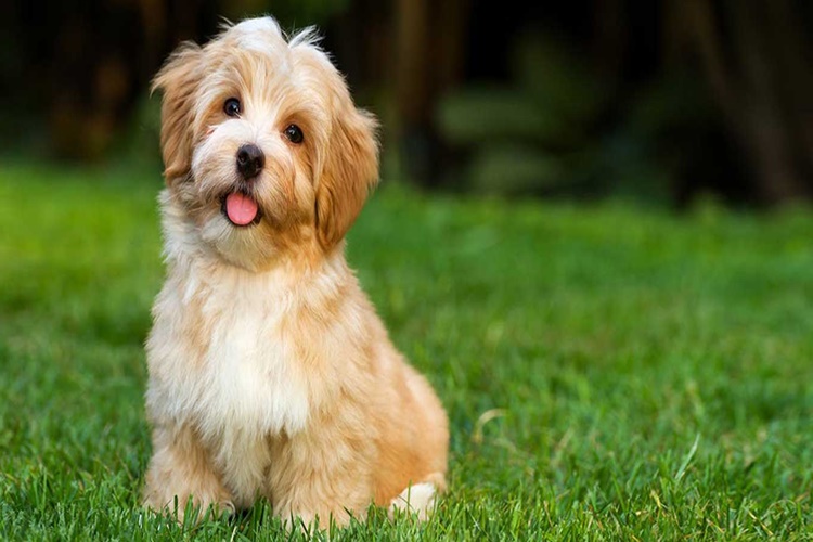 Havanese 