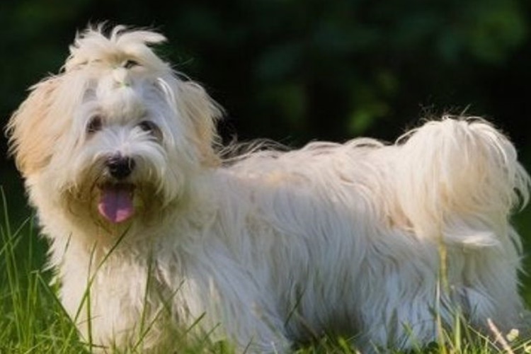 Havanese Cuban Bichon Köpek Bakımı Nasıl Yapılır?