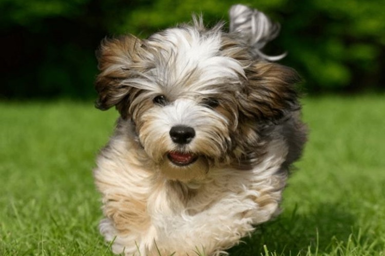 Havanese Cuban Bichon Köpek Cinsleri Nelerdir?