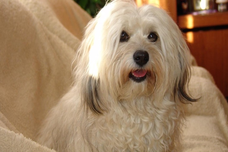 Havanese Cuban Bichon Köpek Irkı Hakkında Merak Edilenler 