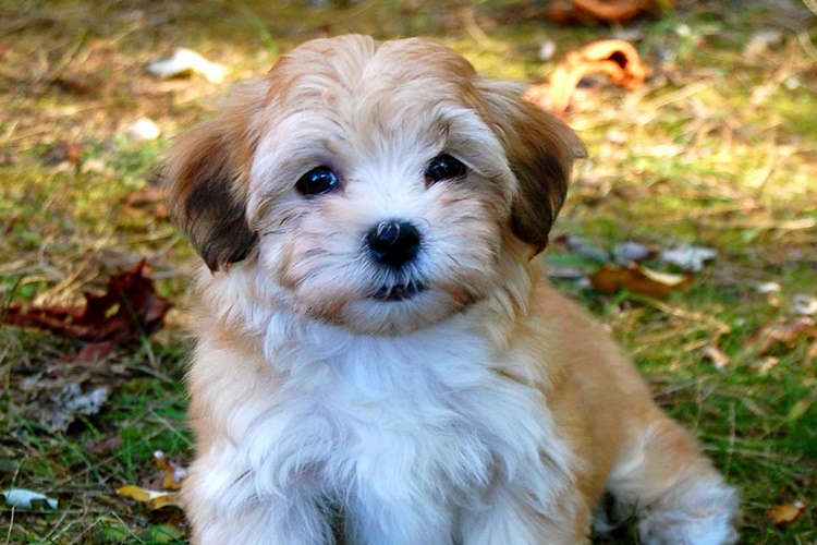 Havanese Cuban Bichon Köpek Irkları Nasıl Beslenir?