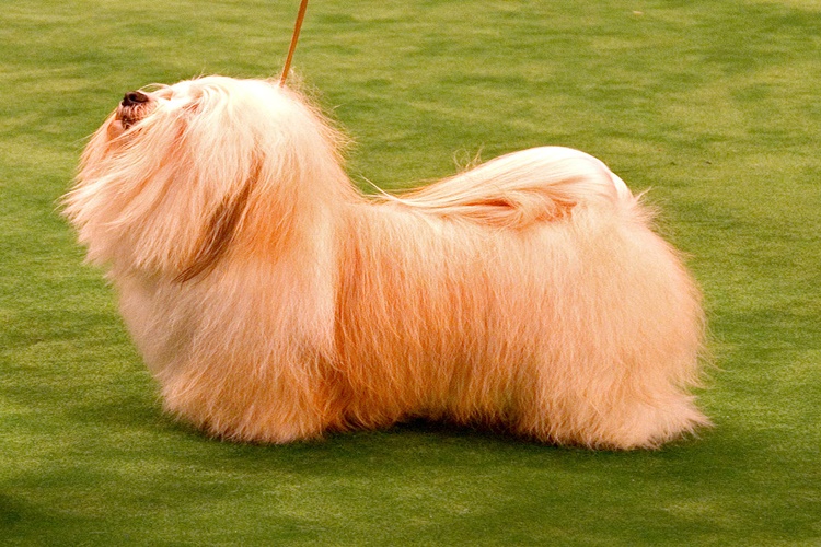 Havanese Köpek Fiyatı 2023 Ne Kadar?