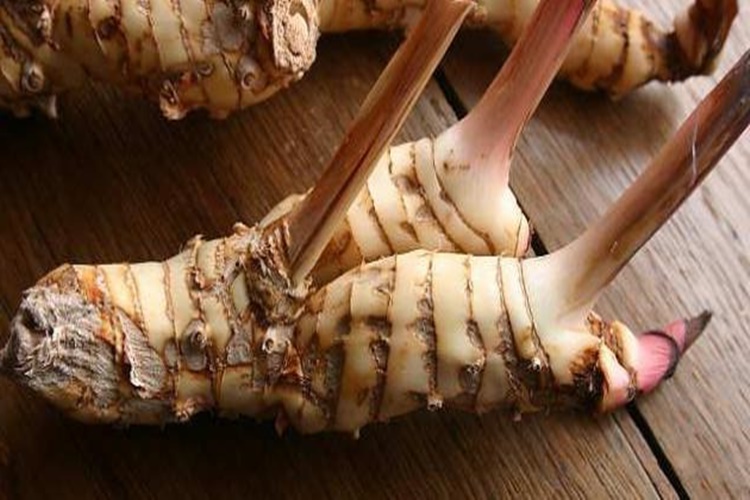 Havlıcan Hakkında Bilinmesi Gerekenler?