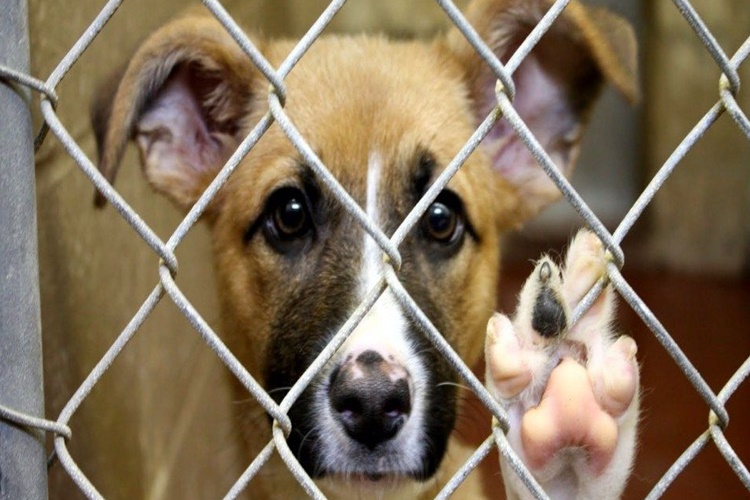 Hayvan Barınakları Hakkında Merak Edilen Bilgiler