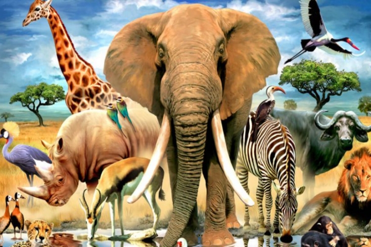 Hayvanlar Beslenme Şekillerine Göre Kaça Ayrılır?