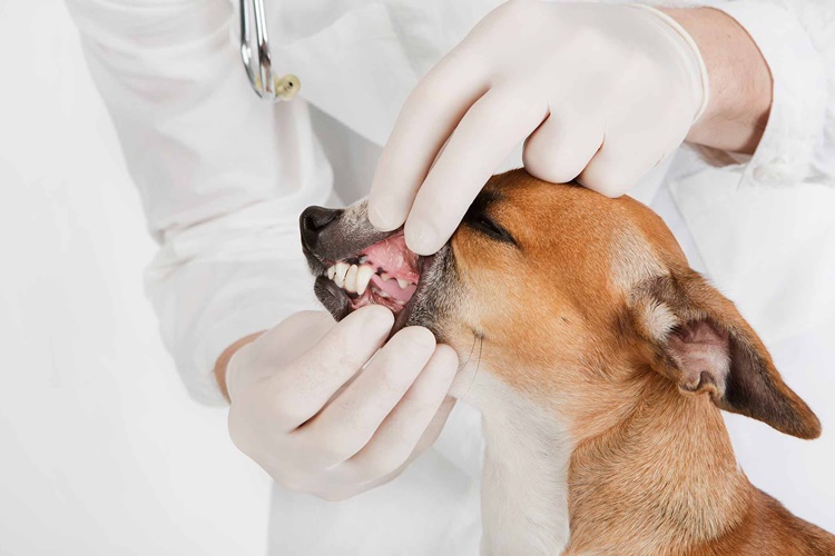 Hayvanlarda Çene Altında Şişlik Neden Olur?