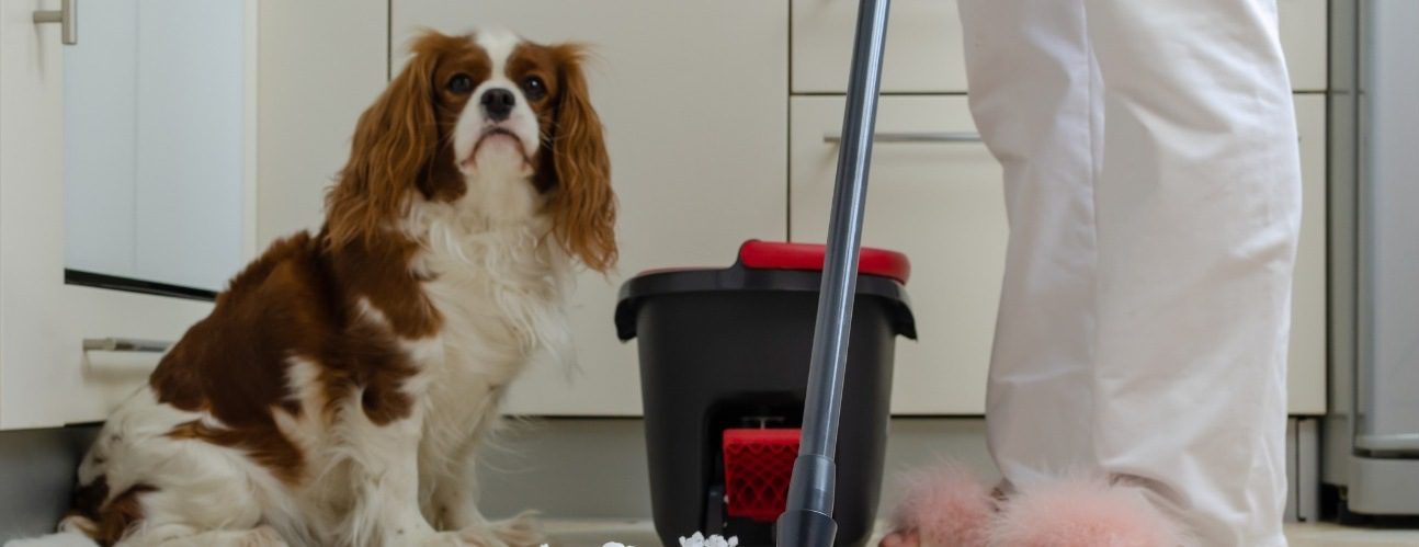 Hayvanlarda Pire Nasıl Yok Edilir?