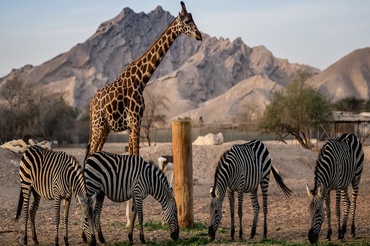 Hayvanlarda Ruh Var Mı?