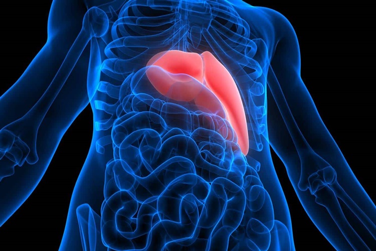 Hepatit B Askerliğe Engel Mi?