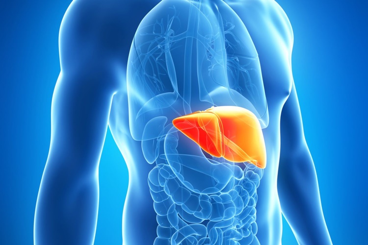 Hepatit B Hastalığının Belirtileri Nelerdir?