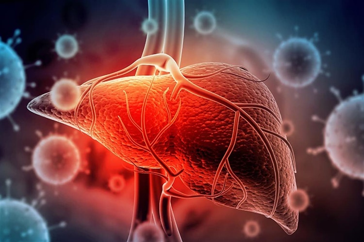 Hepatit Hayvandan İnsana Bulaşır Mı?