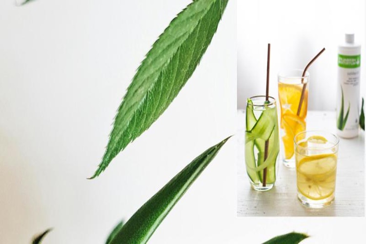 Herbalife Çay Aç Mı Tok Mu İçilir?