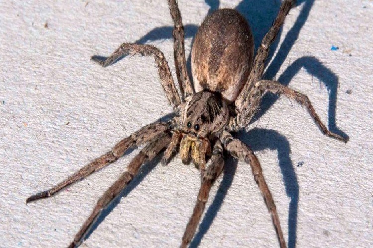 Heteropoda Zehirli Mi?