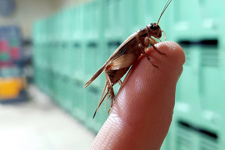 Heteroptera Zehirli Mi?