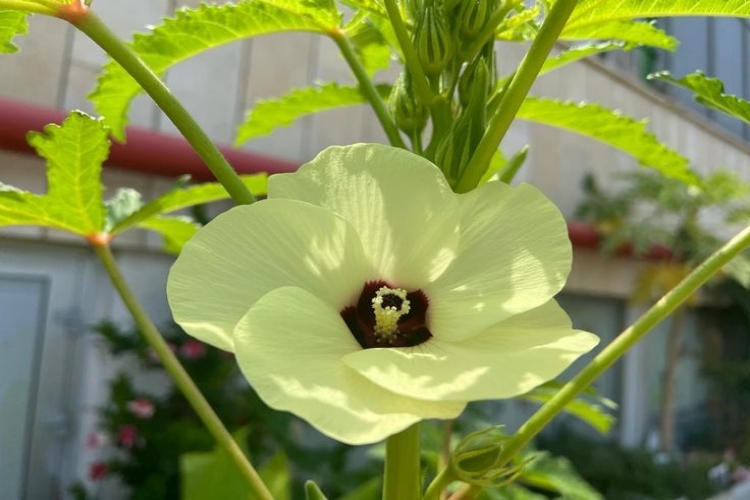 Hibiskus Ve Bamya Çiçeği Aynı Mı?