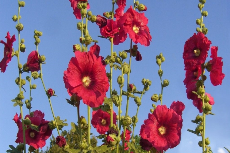 Hibiskus Ve Hatmi Çiçeği Aynı Mı?