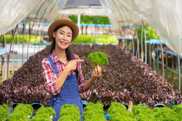 Hidroponik Sera Ne Demek?