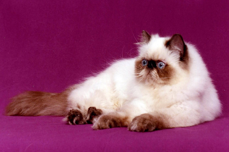 Himalayan Kedi Fiyatı 2023 Ne Kadar?