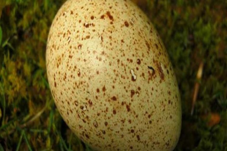 Hindi Yumurtası Hakkında Merak Edilen Bilgiler