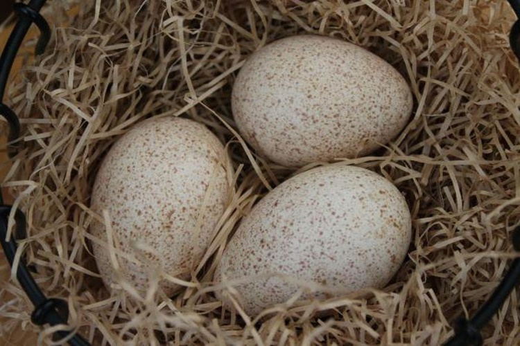 Hindi Yumurtası Kuluçka Süresi Nedir?