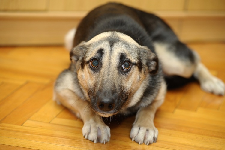 Hindistan Cevizi Yağı Köpeklere Zararlı Mı?