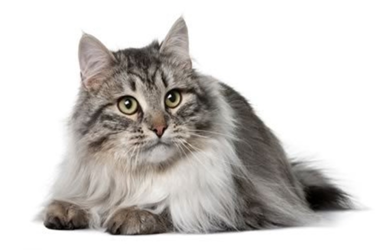 Hipoalerjenik Kedi Maması Ne İşe Yarar?