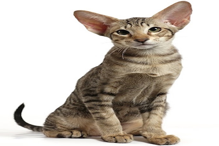 Hipoalerjenik Kedi Maması Nedir?