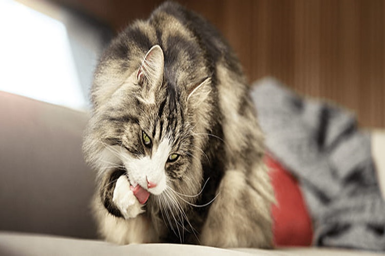 Hipoalerjenik Kedi Şampuanı Nedir?