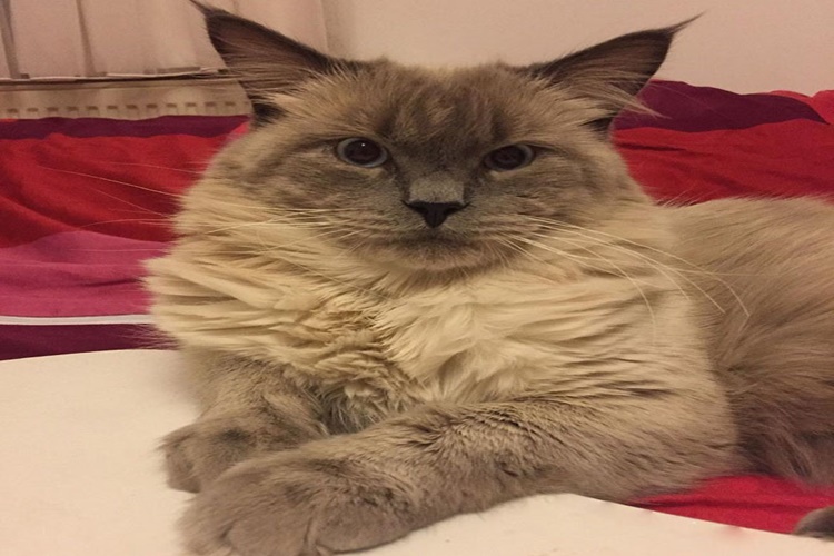 Hipoalerjenik Kedi Türleri Nelerdir?