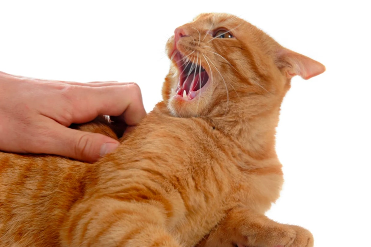 Hırçın Kedi Nasıl Eğitilir?