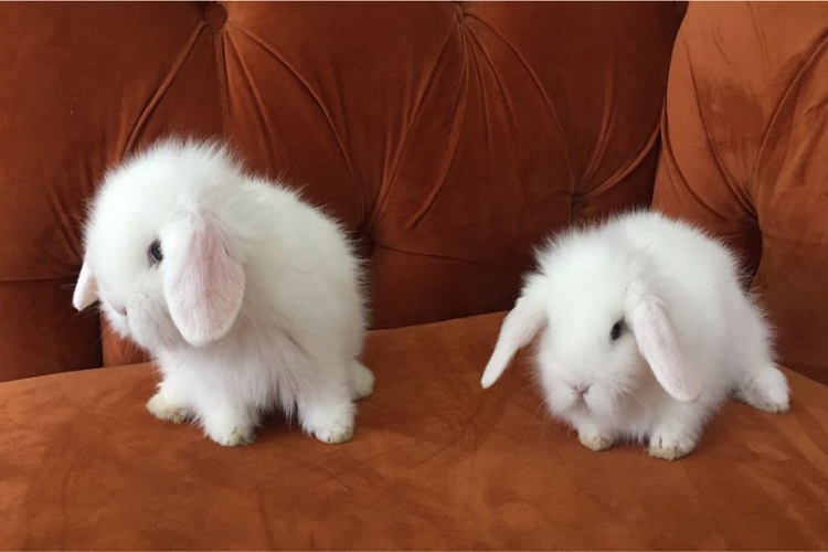 Hollanda Lop Tavşanı Nasıl Eğitilir?