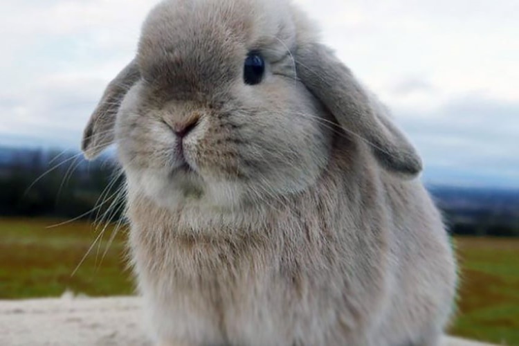  Hollanda Lop Tavşanı Neden Titrer?