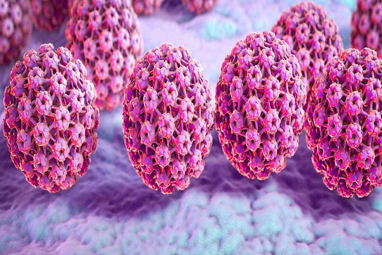 Hpv Nasıl Oluşur?