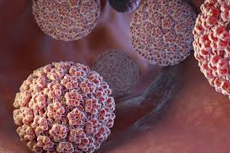 Hpv Ve Hepatit B Aynı Mı?