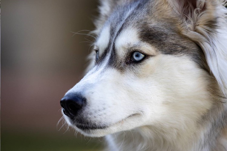 Husky Köpek Fiyatı 2023 Ne Kadar?