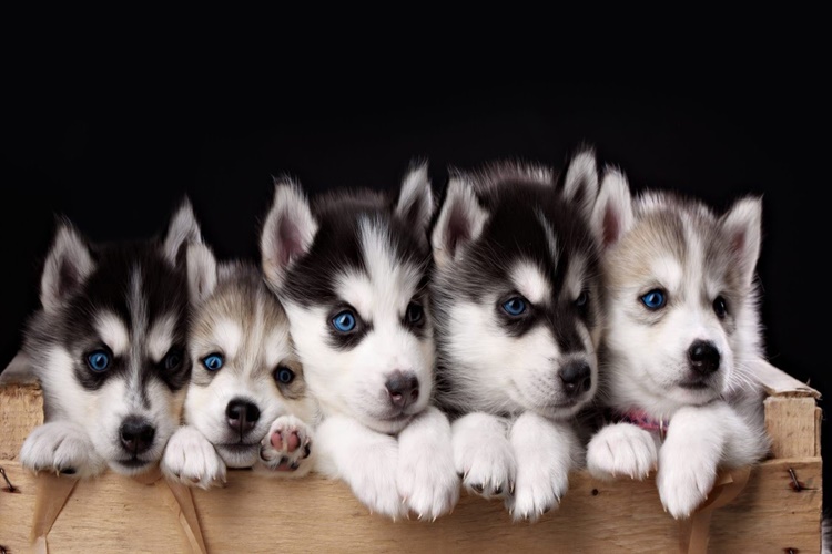 Husky Yavru Köpek Fiyatı 2023 Ne Kadar?