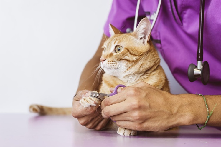Huysuz Kedi Tırnağı Nasıl Kesilir?