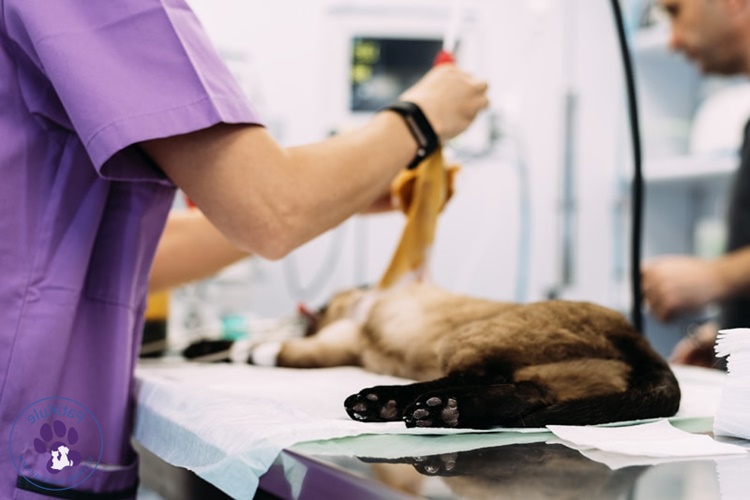 İç Kanama Geçiren Kedi İyileşir Mi?