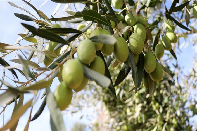 İğde Ağacı Ne Zaman Budanır?