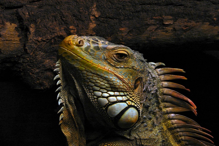 İguana Beslemek Yasak Mı?