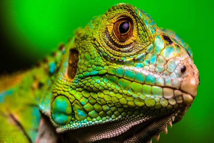 Iguana Etcil Mi Otcul Mu Guncel Oku