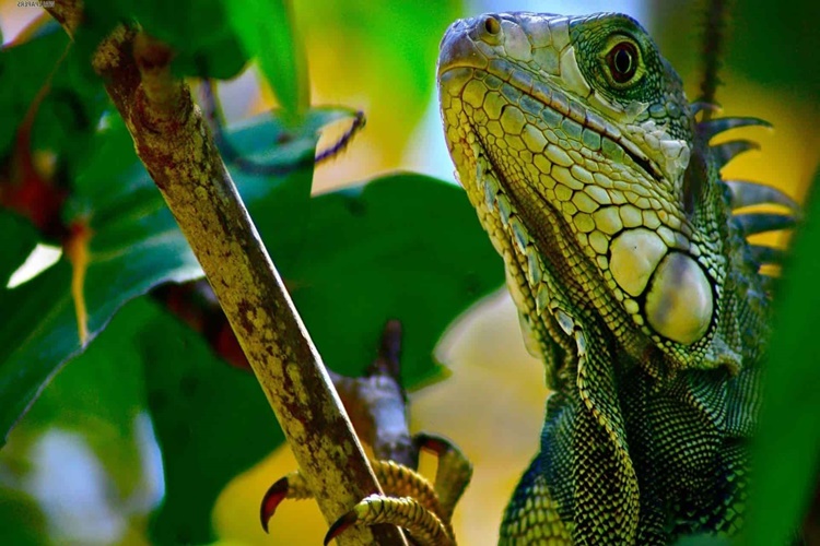  Iguana Renk Değiştirir Mi?
